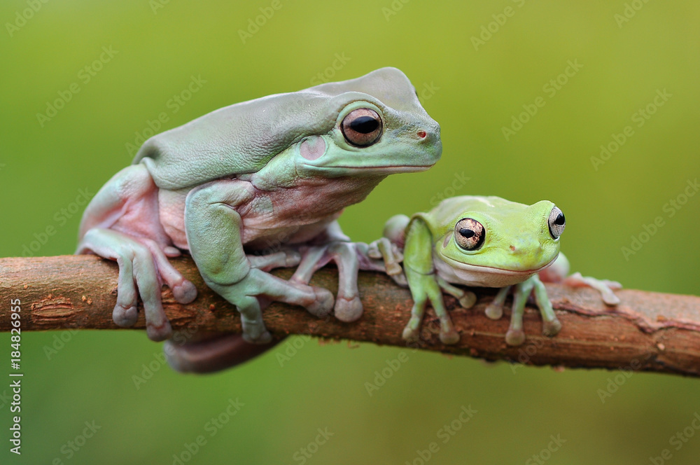 Obraz premium dumpy frog