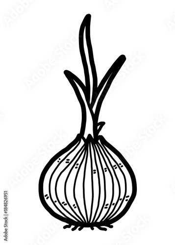 onion budding / cartoon vector and illustration, black and white, hand drawn, sketch style, isolated on white background.