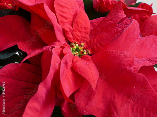 Close up of bright red poinsettia plant