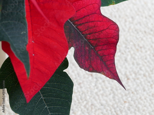 Close up of leaves of a bright red poinsettia plant