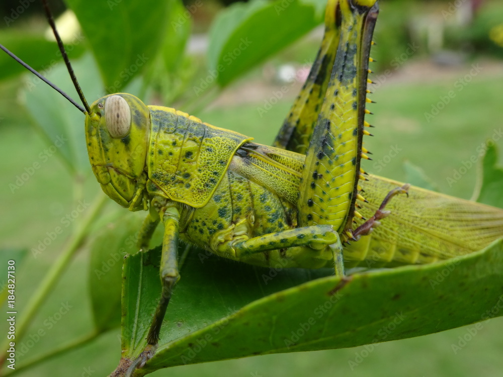 locust locust