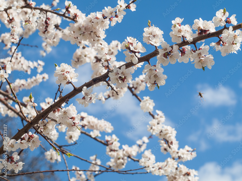 Branch of spring flowering apple tree with blue sky background Branch of spring flowering apple tree with blue sky background