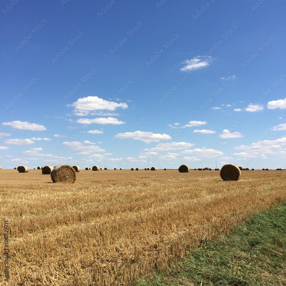 Golden fields