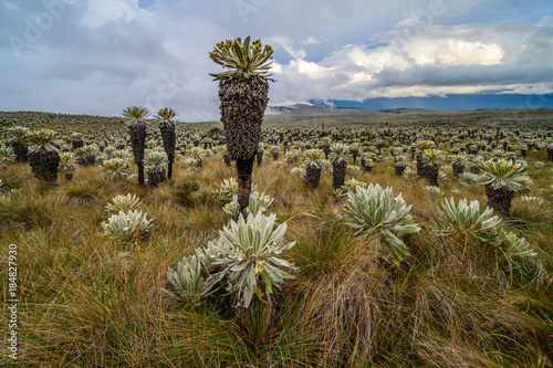 Breathtaking landscape in El Angel, ecological reserve, (Espeletia) , Ecuador photo