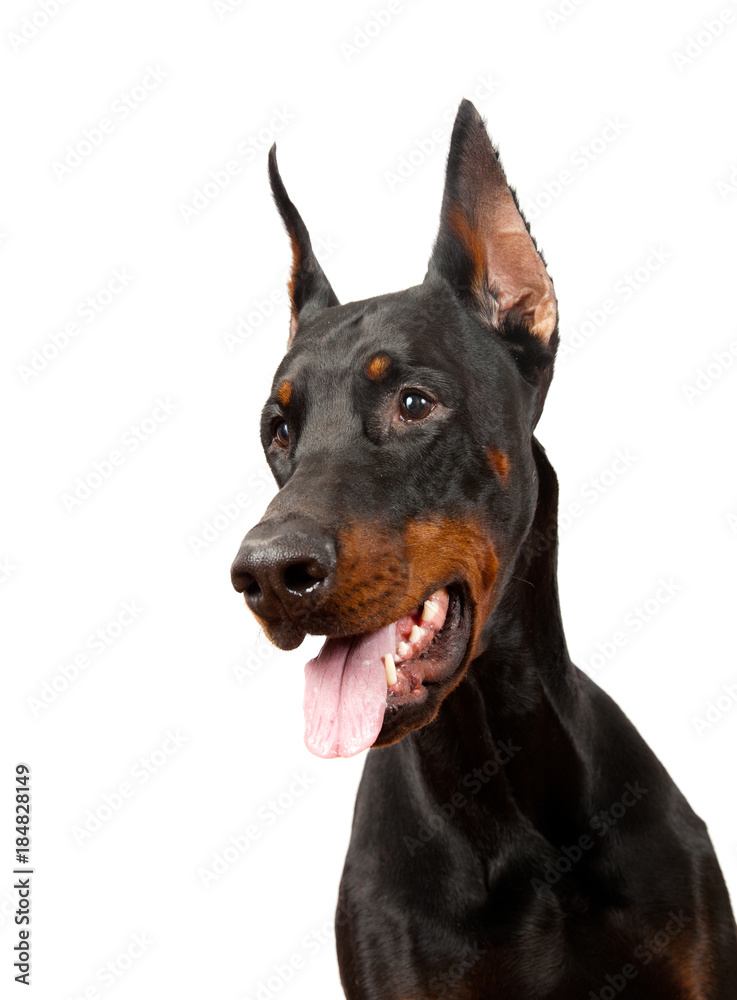 dog breed Doberman pincher portrait on white background