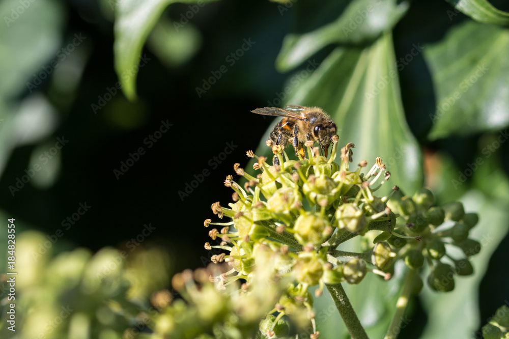 Fototapeta premium A marmalade fly on a plant macro picture