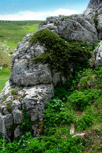 Stone in mountains covered with plants
