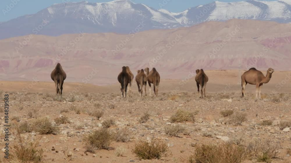 Dromedary walking in the wild in Moroccan desert near Atlas mountains – 4K Dromedary walking in the wild in Moroccan desert near Atlas mountains – 4K