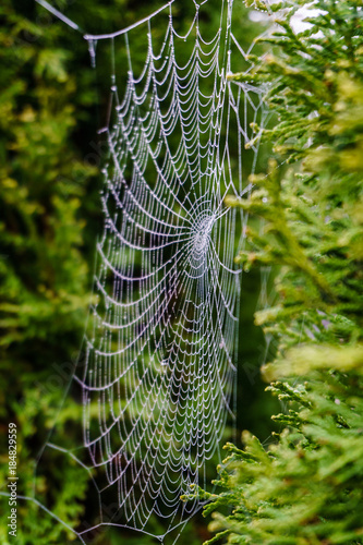 Beautiful spiderweb covered in glistening drops of dew on green tree in the background.