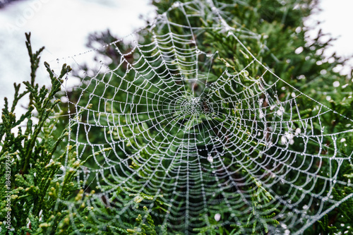 Beautiful spiderweb covered in glistening drops of dew on green tree in the background.