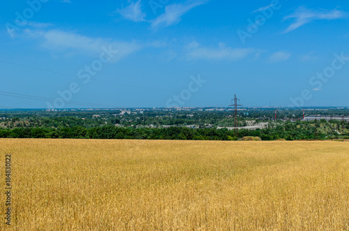 Field of ripe yellow wheat on summer