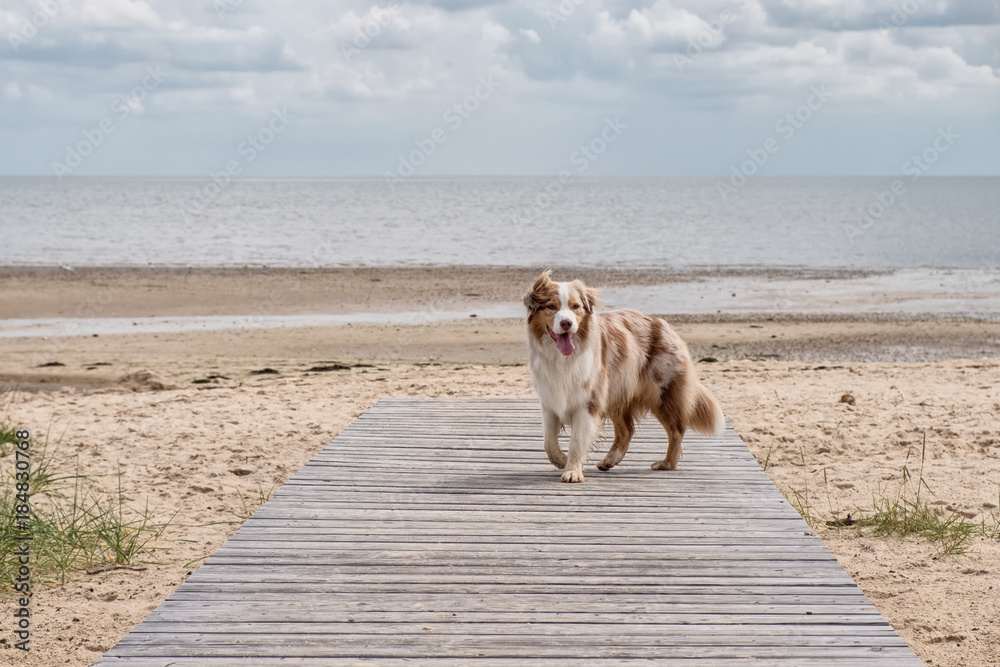 Australian Shepherd
