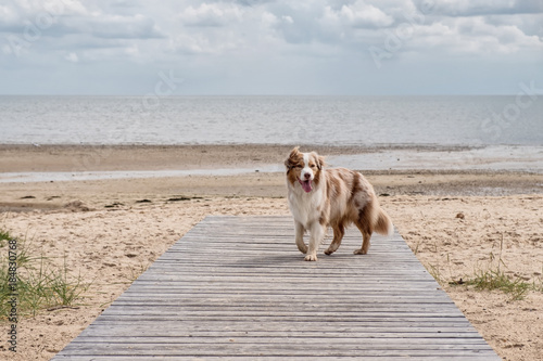 Obraz na płótnie Australian Shepherd w salonie