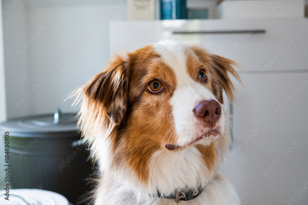 Australian Shepherd