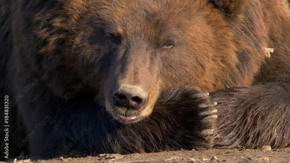 Kamchatka brown bear (Ursus arctos beringianus) resting Kamchatka brown bear (Ursus arctos beringianus) resting