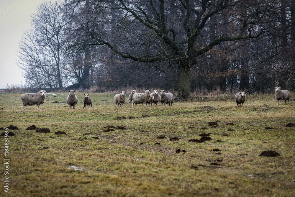 a herd of sheep under a large, decomposing tree grazing on a frozen meadow a herd of sheep under a large, decomposing tree grazing on a frozen meadow