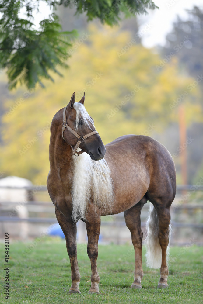 Fototapeta premium Beautiful horse posing in the first rays of the morning light