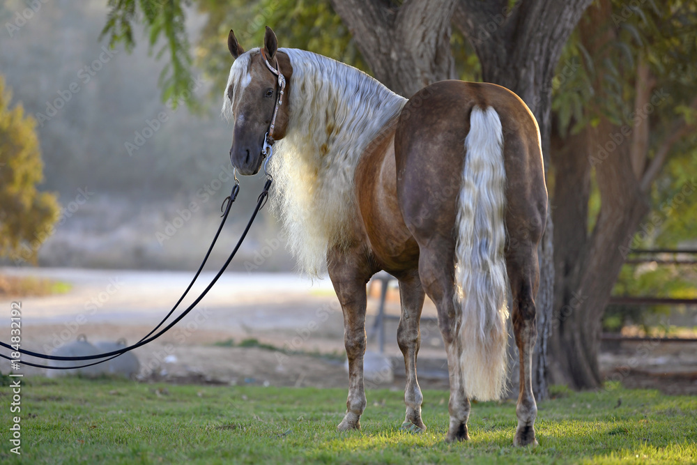 Beautiful horse posing in the first rays of the morning light