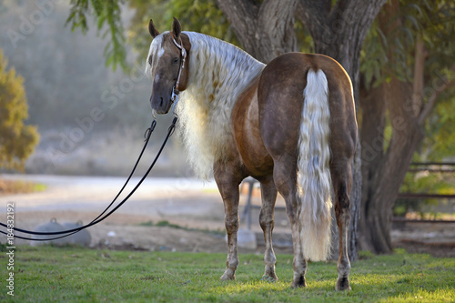 Obraz na płótnie Beautiful horse posing in the first rays of the morning light w salonie