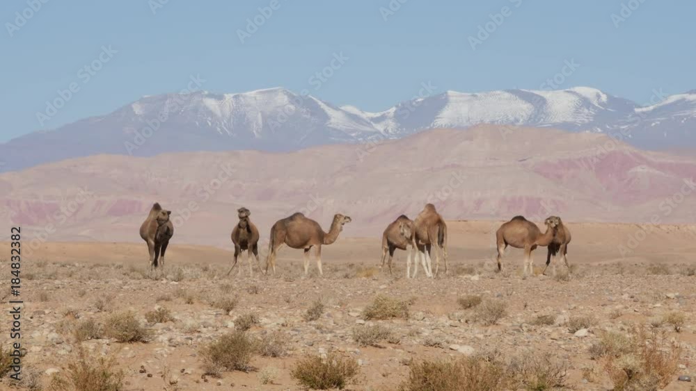 Dromedary walking in the wild in Moroccan desert near Atlas mountains – 4K Dromedary walking in the wild in Moroccan desert near Atlas mountains – 4K