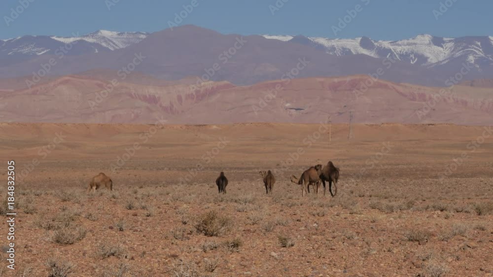 Dromedary walking in the wild in Moroccan desert near Atlas mountains – 4K Dromedary walking in the wild in Moroccan desert near Atlas mountains – 4K