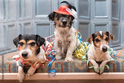 Party Dogs - Jack Russell Terrier - cute cute dogs that do not miss any event, like New Year's Eve, Carnival © Karoline Thalhofer