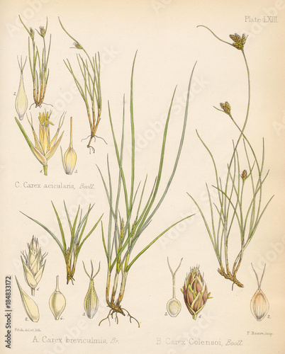 Chaetospora axillaris. Alepyrum pallidum. Chaetospora concinna. photo