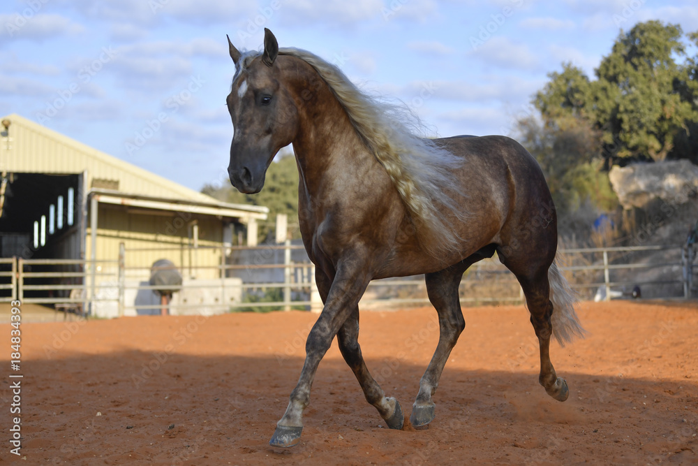 Horse freely running around the field in the farm Horse freely running around the field in the farm