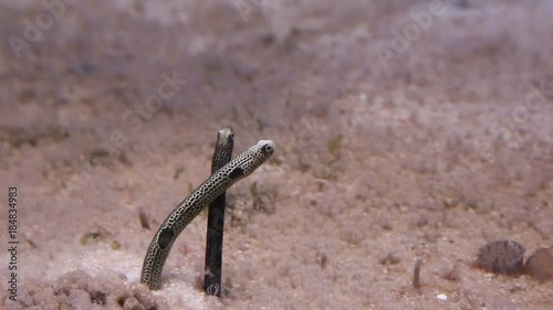 Spotted garden eel feeding, photo