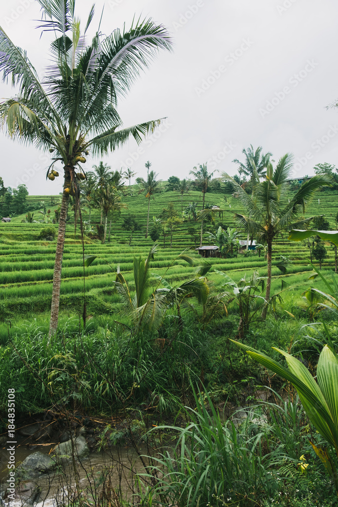 Jatiluwih Reisfelder in Indonesien auf Bali
