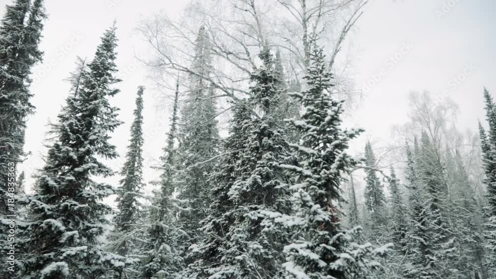 AERIAL: Winter forest. Winter in mountains AERIAL: Winter forest. Winter in mountains