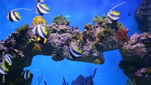 Underwater coral reef with tropical fish in ocean