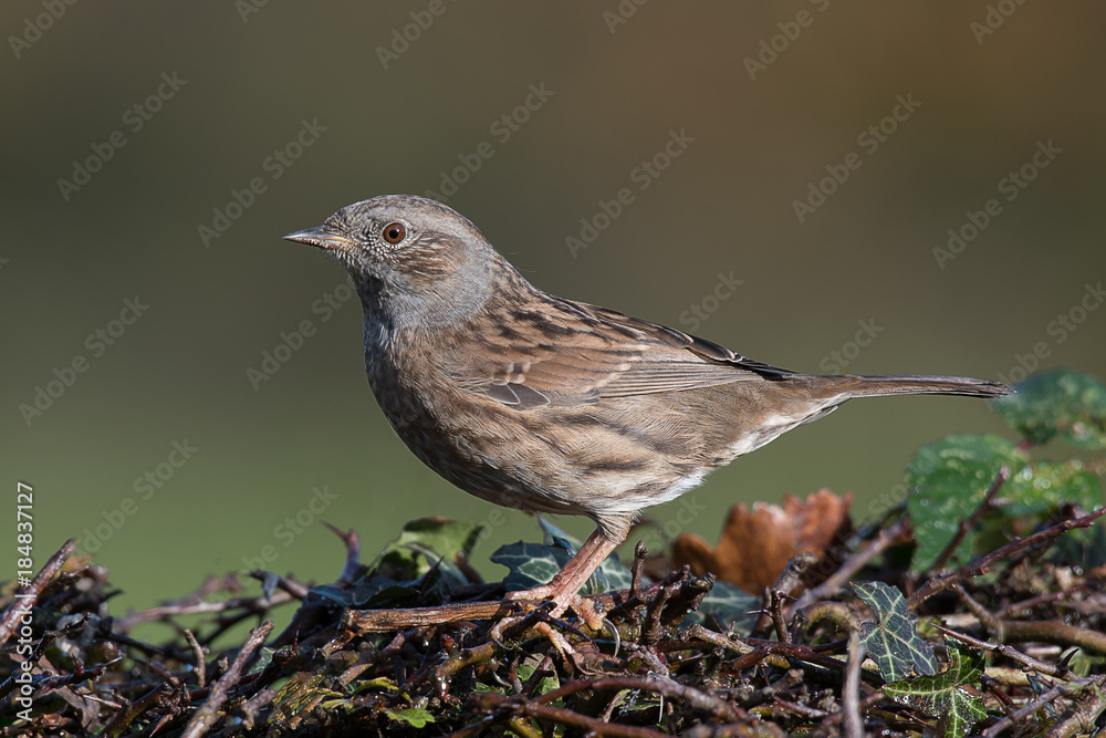 A side profile portrait of a cumnock hedge sparrow perched on top of a hedge in the sunshine A side profile portrait of a cumnock hedge sparrow perched on top of a hedge in the sunshine