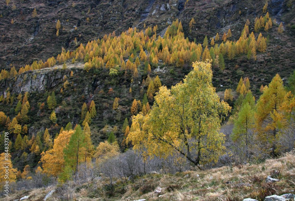 Herbstfärbung bei Sonogno, Tessin