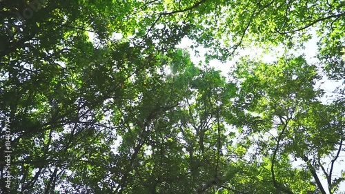 Ant eyes view under the tree in daylight
