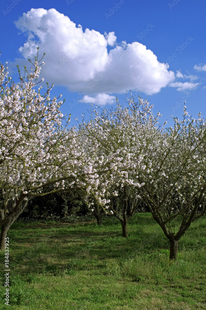 Beautiful almond trees in my friend's farm.