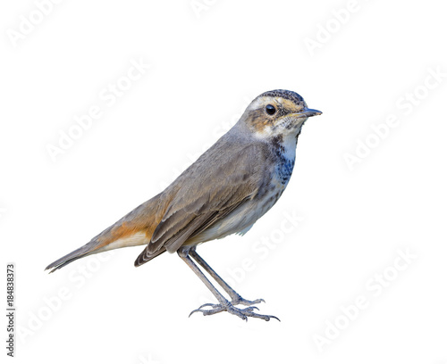 Bluethroat or Luscinia svecica, beautiful bird isolated standing on stone in nature with white background and clipping path,Thailand.