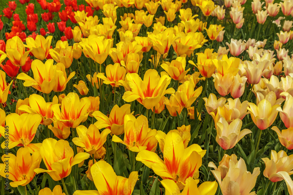 Obraz premium Beautiful flowers background.