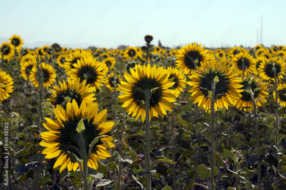 Fototapeta premium sunflowers, agriculture, crop, sunflower, farm, yellow, summer, field, plant, flower, sky, nature, landscape, flowers, meadow, green, sun, blue, rural, sunny, spring, bloom, beauty, bright, growth