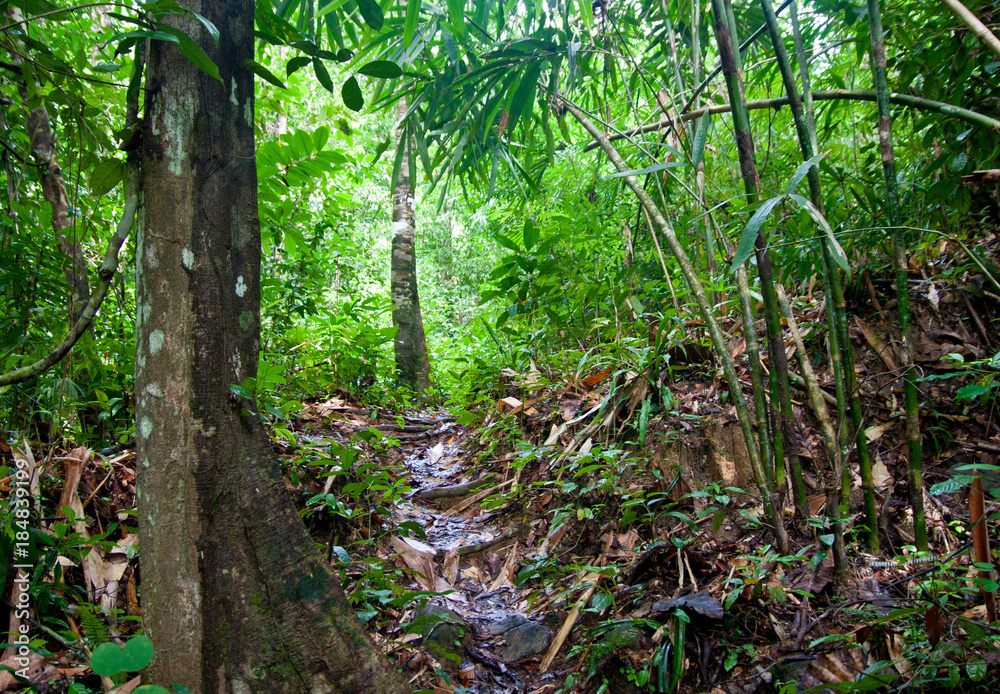 Pathway in a jungle