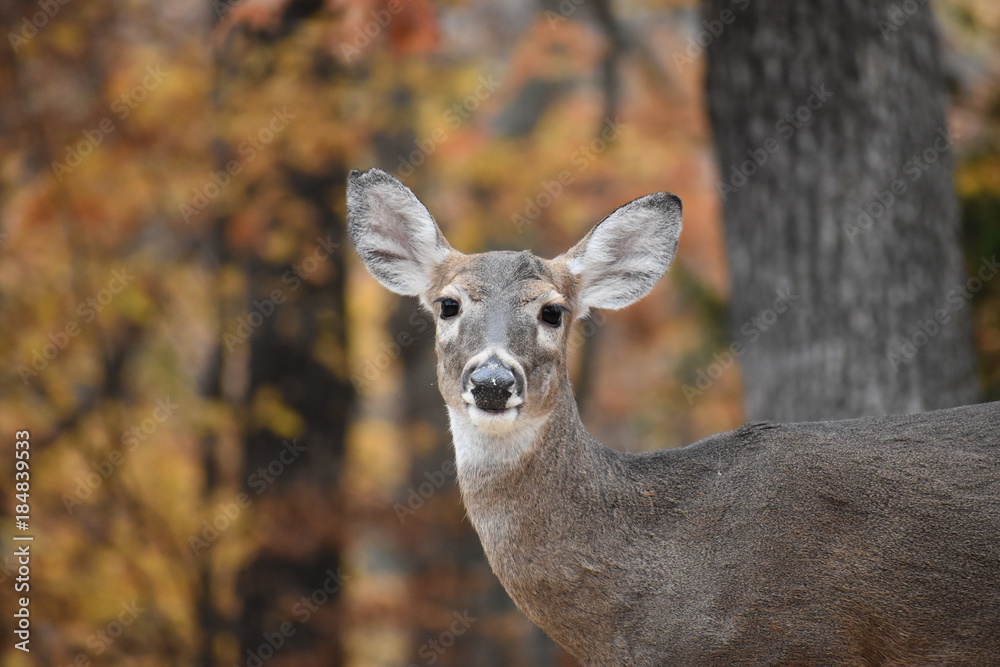 Fototapeta premium Happy deer