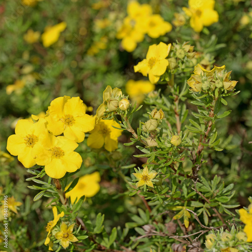 Fingerstrauch, Fingerkraut, Potentilla fruticosa photo