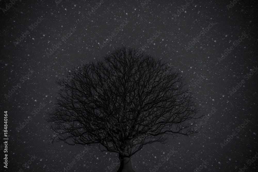 old tree silhouette old tree silhouette