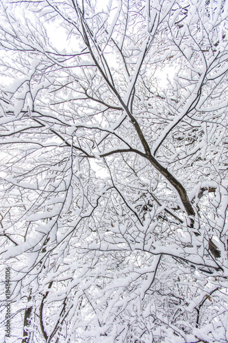 tree branches covered with snow 