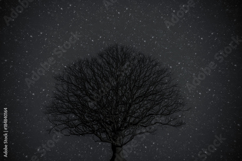 old tree silhouette © aleciccotelli