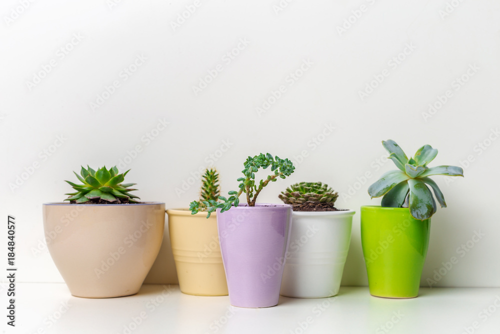Fototapeta premium Small succulent plants in pots in home interior
