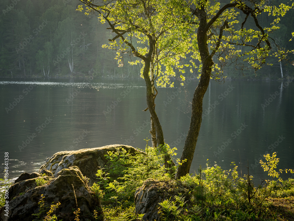 Fototapeta premium Dalsland 1