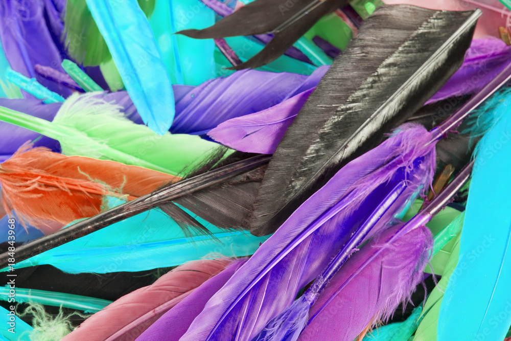 Colorful feather rainbow bird feathers. Goose dove duck parrot quill feathres... Rainbow colored background. Abstract.
