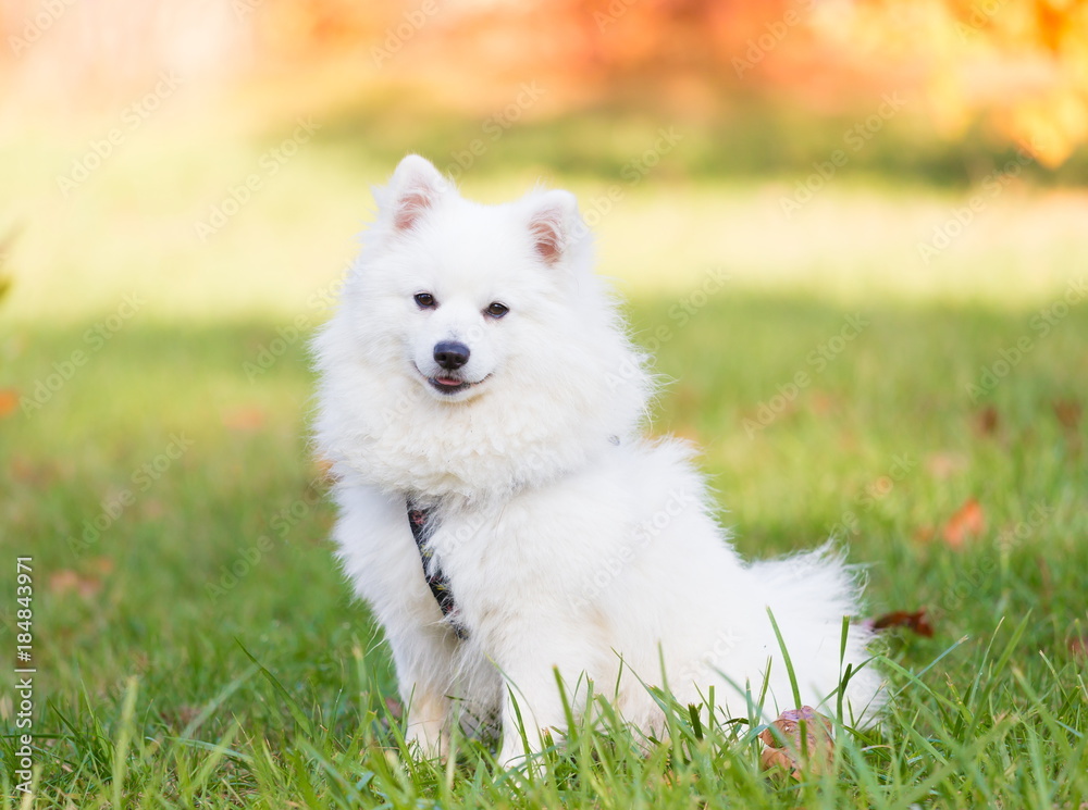 Animals. One white Japanese Spitz, nature Animals. One white Japanese Spitz, nature