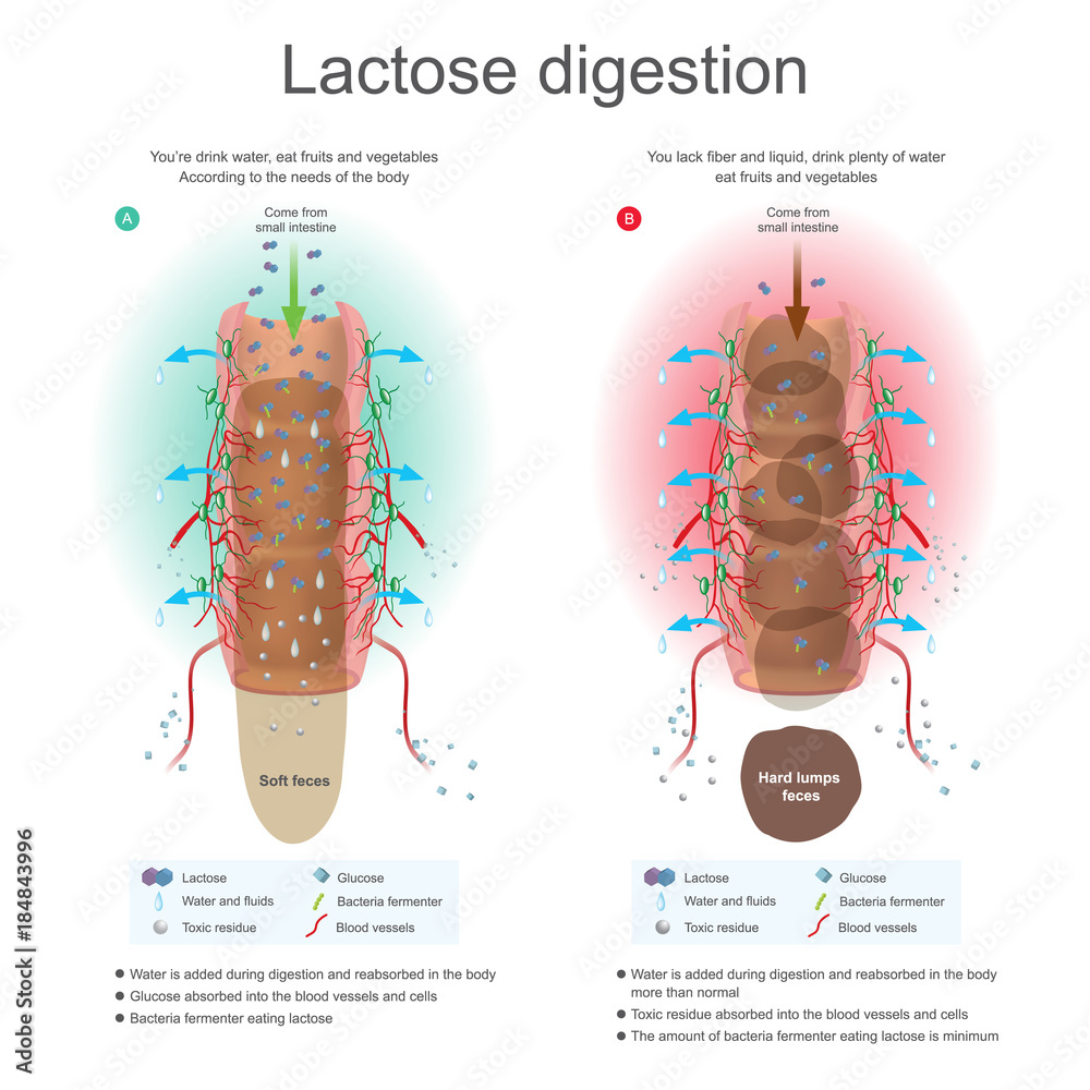 Lactose digestion.
